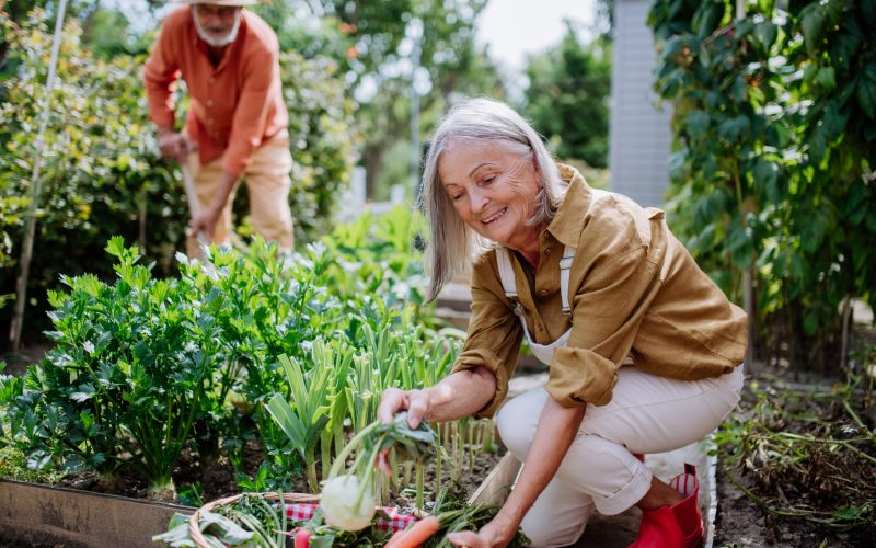 Happy senior couple working and harvesting fresh vegetables from their garden.